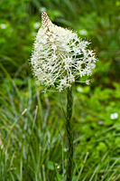 Bear Grass