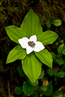 Bunchberry