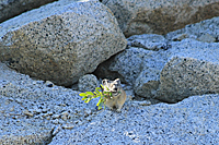 Pika