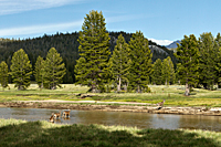 Deer in Tuolumne Meadow