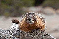 Marmot