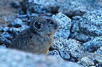 Pika