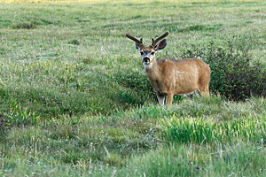 Tuolumne Buck
