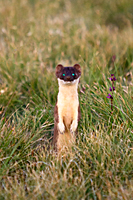 Weasel