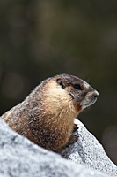 Marmot