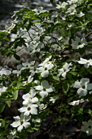 Dogwoods