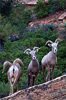 Desert Bighorn Sheep