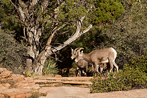Bighorn Sheep