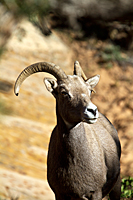 Bighorn Sheep