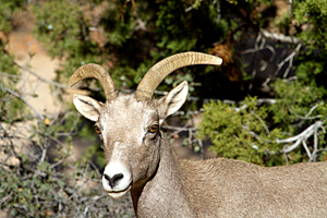 Bighorn Sheep