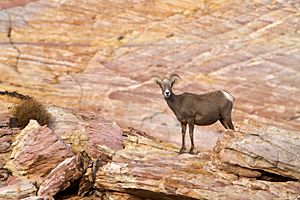 Bighorn Ewe Near Crazy Hill
