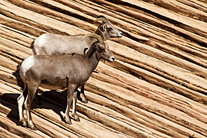 Bighorn Sheep