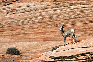 Bighorn Sheep Ewe