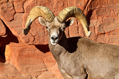 Desert Bighorn Ram