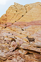 Bighorn Sheep Ewe