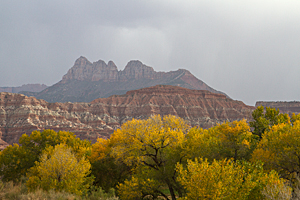 Virgin River Cottonwoods