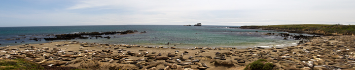 Sea Lion Rookery