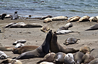 Elephant Seal Duet