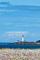 Pigeon Point Lighthouse