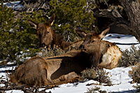 Elk