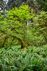 Hoh River Rainforest