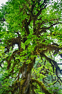 Hoh River Rainforest