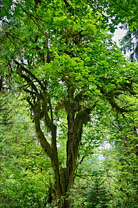 Hoh River Rainforest