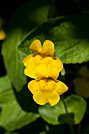 Yellow Monkeyflower