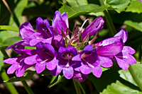 Small-flowered Penstemmon