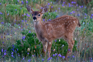 Fawn
