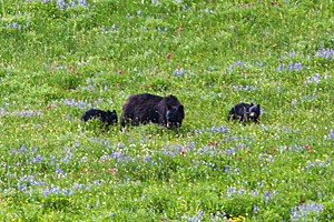 Bear Family