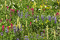 Paradise Wildflowers