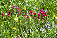 Paradise Wildlfowers