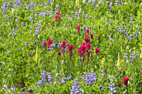 Magenta Paintbrush