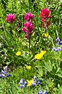 Rainier Wildflowers
