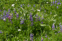 Lupine