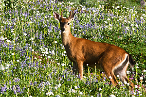 Deer in Paradise