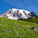 Mt. Rainier Wildflowers