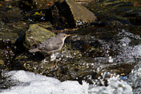 Dipper