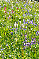 Western Anemone
