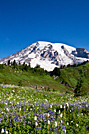 Paradise Wildflowers