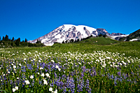 Paradise Wildflowers