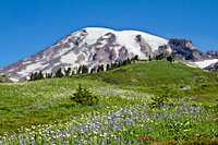 River of Wildflowers
