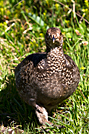 Ptarmigan