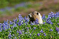 Hoary Marmot
