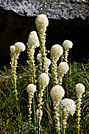 Bear Grass