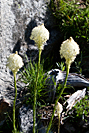 Bear Grass