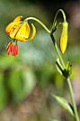 Tiger Lily