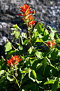 Indian Paintbrush