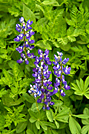 Lupine